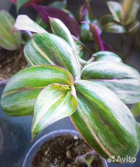 Традесканция