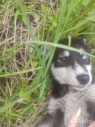 Хаски девочка в добрые руки Липецк