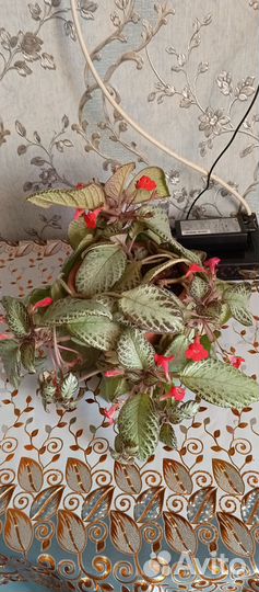 Комнатные цветы