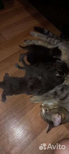 Котята в добрые руки