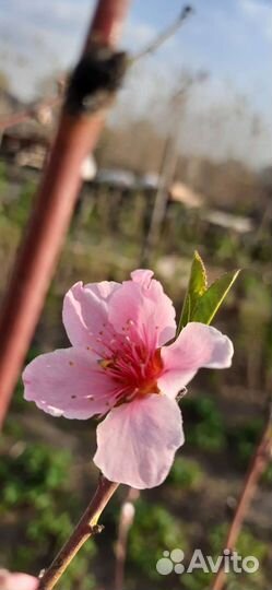 Саженцы персика, абрикос местного