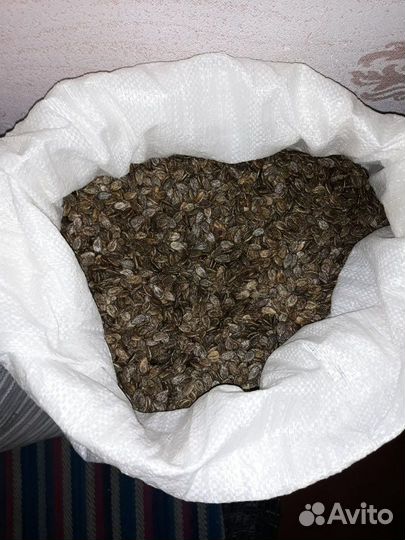 Семена арбуза 