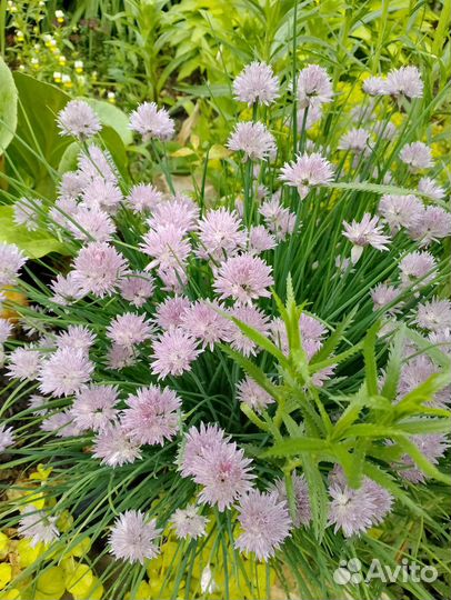 Молодило каменная роза