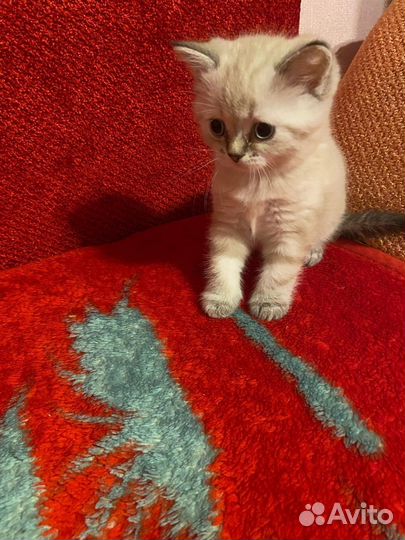 Шотландские котята
