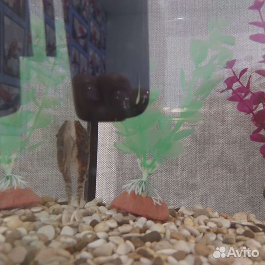 Аквариум + рыбки