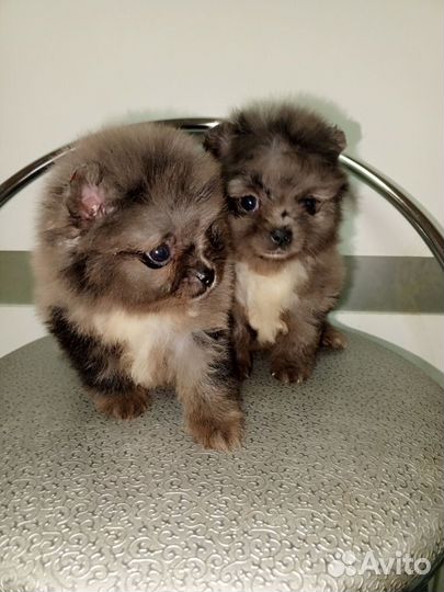 Пушистые красотки