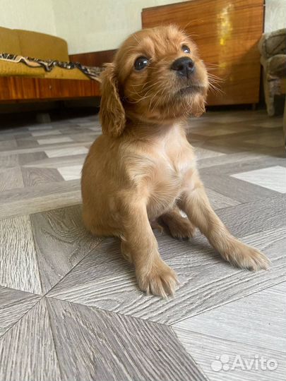 Русский спаниель