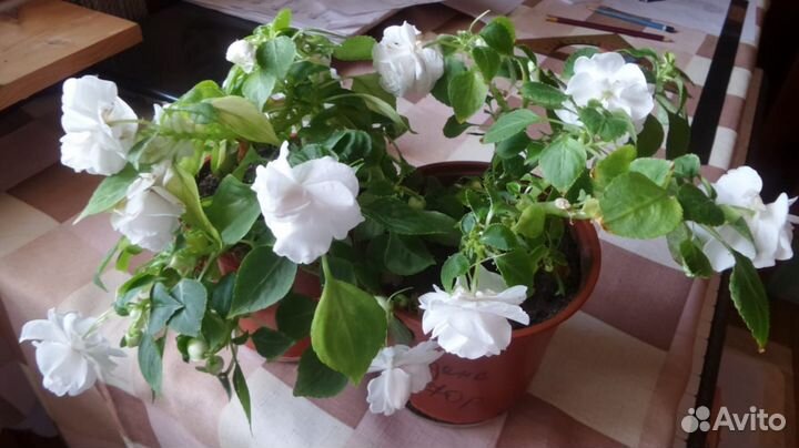 Бальзамин Уоллера махровый ампельный черенки