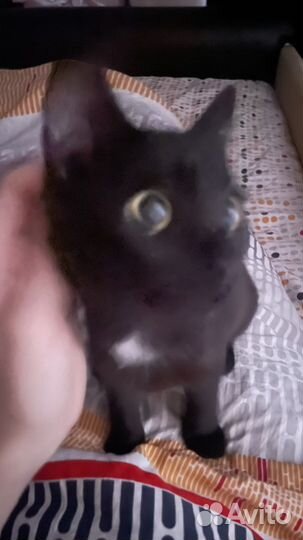 Черная кошечка Тося