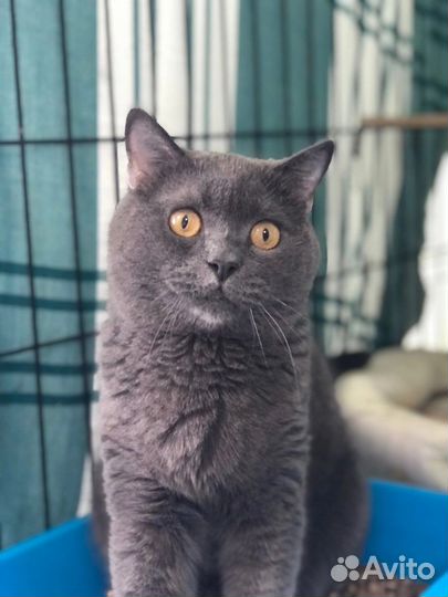 Кошка Бриша