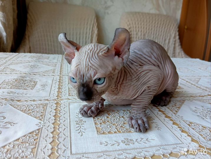 Эльф, двэльф