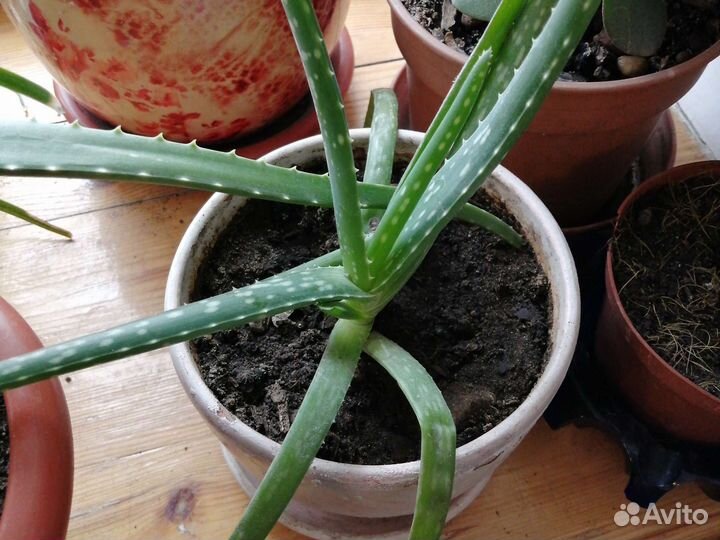 Цветы комнатные