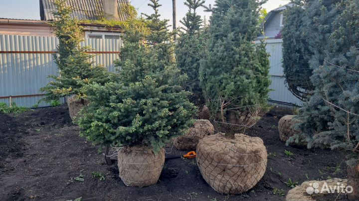 Саженцы хвойных деревьев