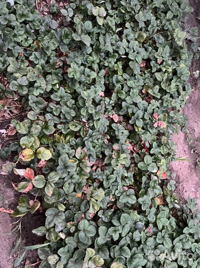 Рассада клубники Черный Лебедь