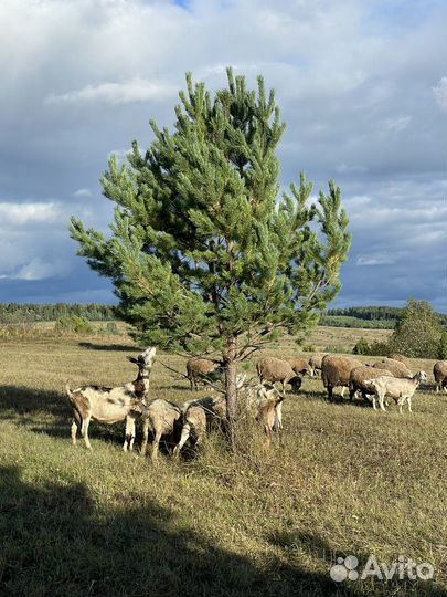 Продаю ягнят, поросят, козлят, возможен бартер