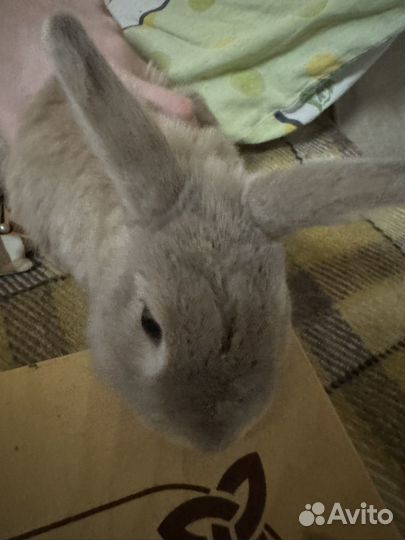 Декоративные кролики