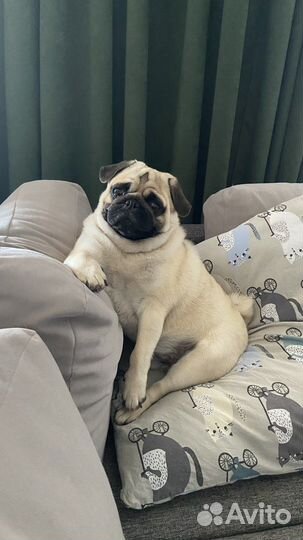 Мопс вязка мальчик