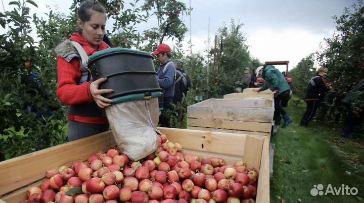 Сборщик яблок вахта