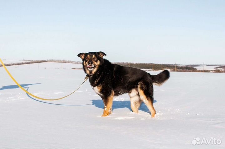 Собака из приюта в добрые руки бесплатно