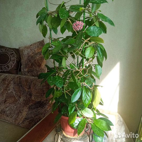 Цветок Хоя восковая