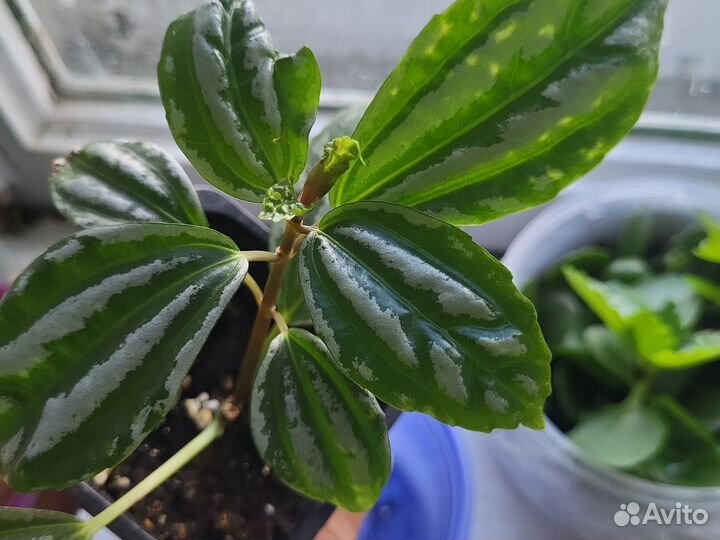 Пилея Кадье или серебристая комнатные растения