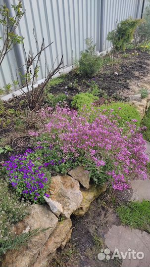 Арабис ползучий розовый и белый