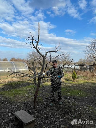 Обрезка деревьев