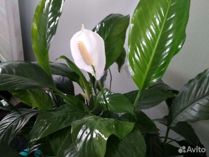 Комнатные цветы