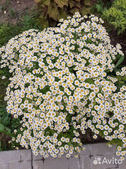 Ромашка маленькая