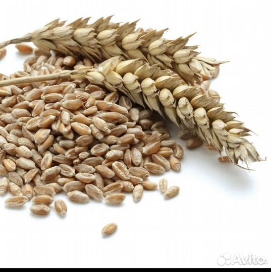 Пшеница фуражная
