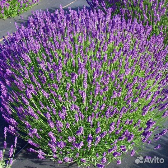 Лаванда саженцы