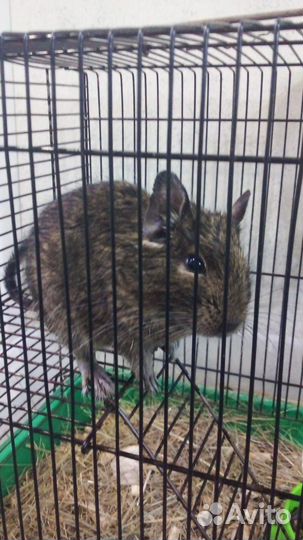 Чилийская белка дегу, морские свинки, шиншилла