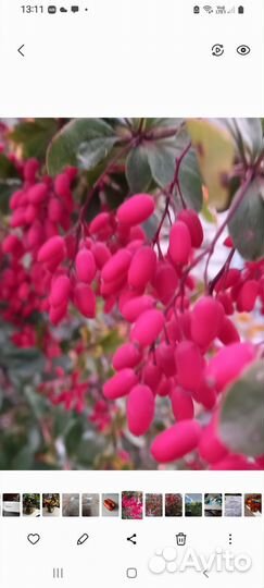 Лук декоративный