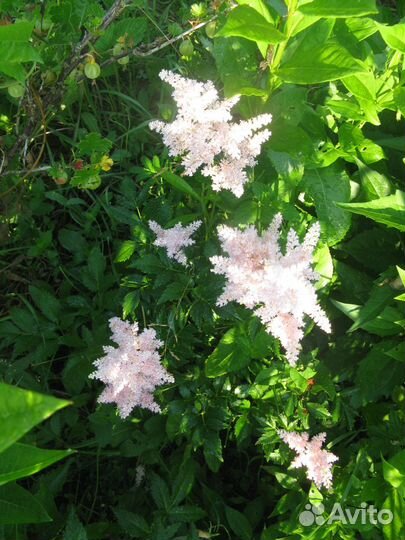 Кореопсис редкий, астильба, монарда три вида