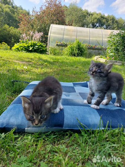 Котята