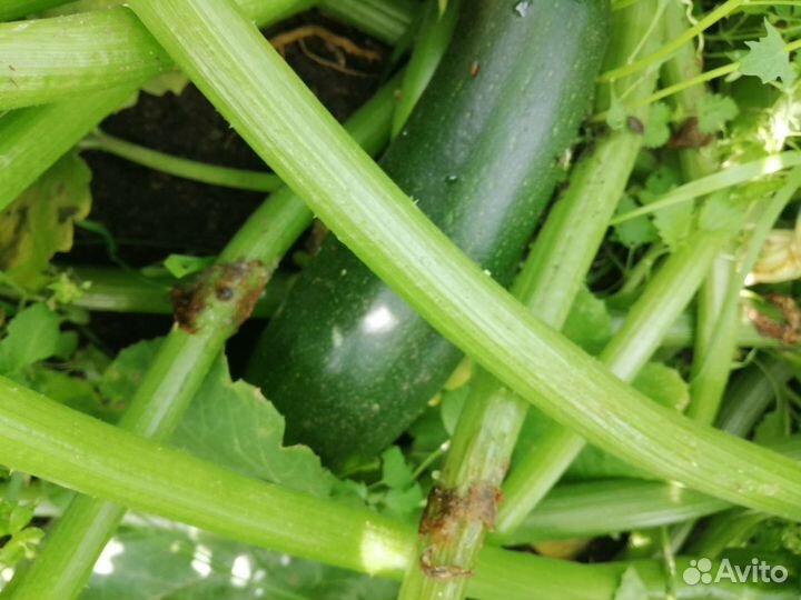 Кабачки домашние