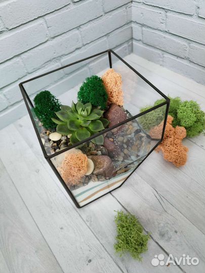 Флорариум, подарок, цветы, суккуленты