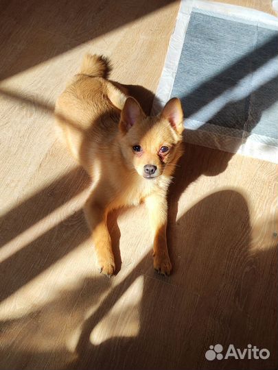 Щенок, чихошпиц