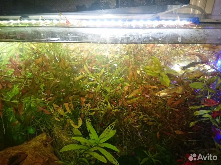 Растение Людвигия Красная, Погостемон Октопус