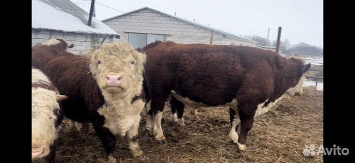 Быки герефорды на племя