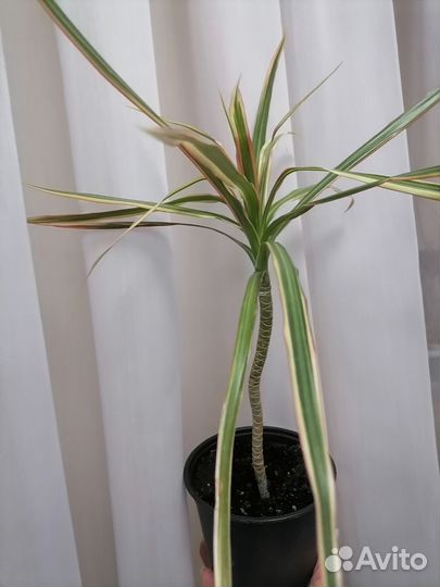 Драцена биколор