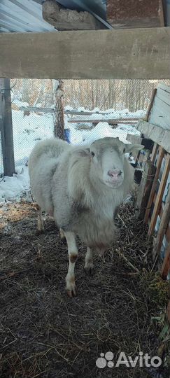 Баран кубанский