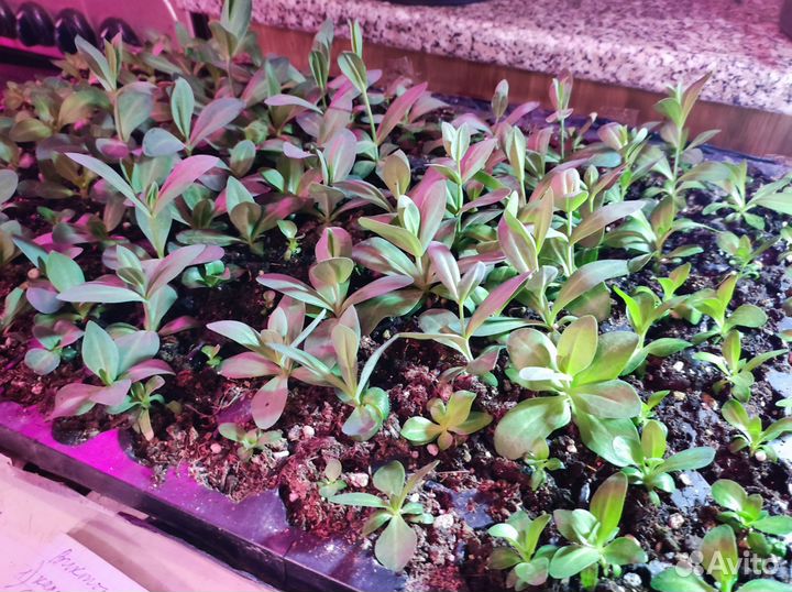 Эустома в кассетах