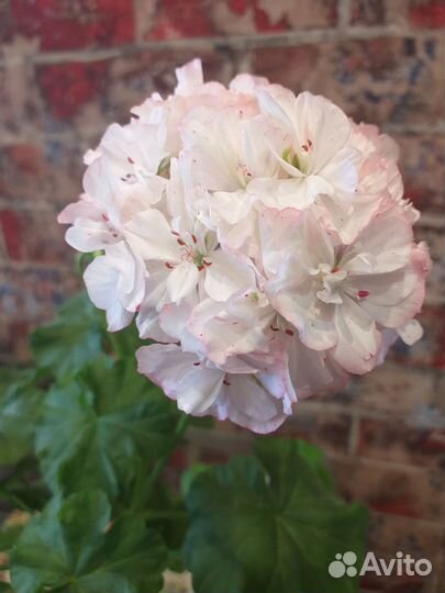 Пеларгония