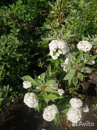 Турецкая гвоздика