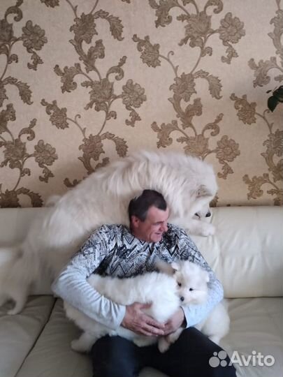 Щенки самоеда