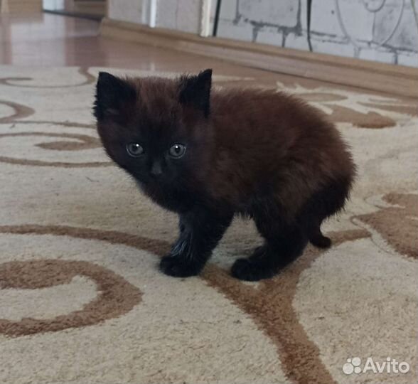 Кошка в дар бесплатно