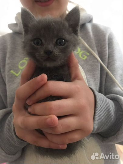 Британская