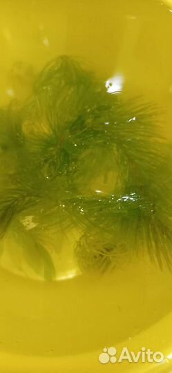 Водоросли для аквариума