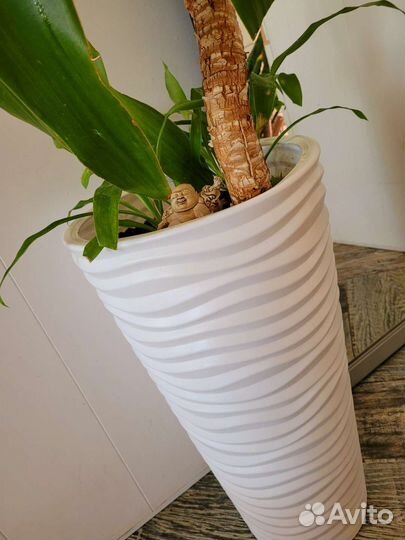 Драцена гукера пальма